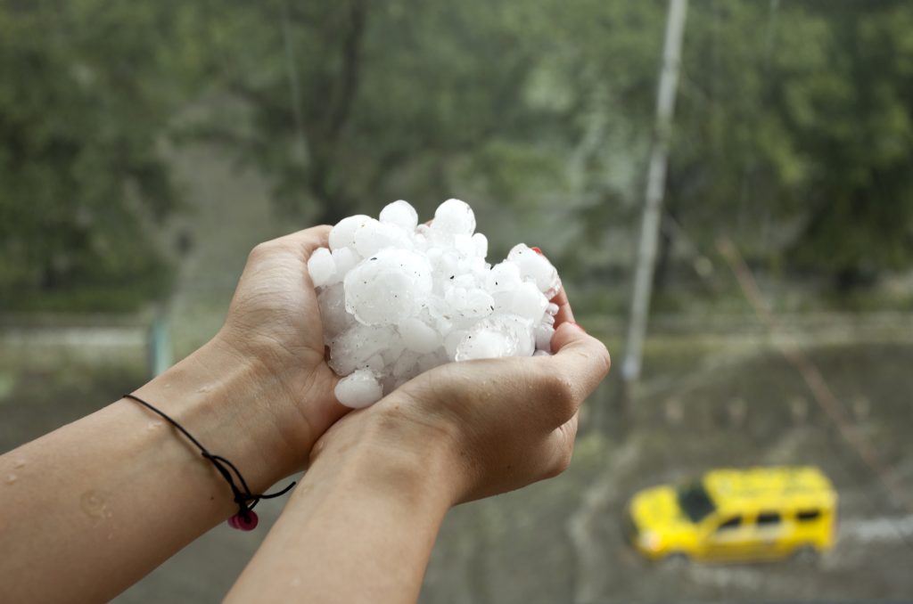 person holding handfuls of large hailstones